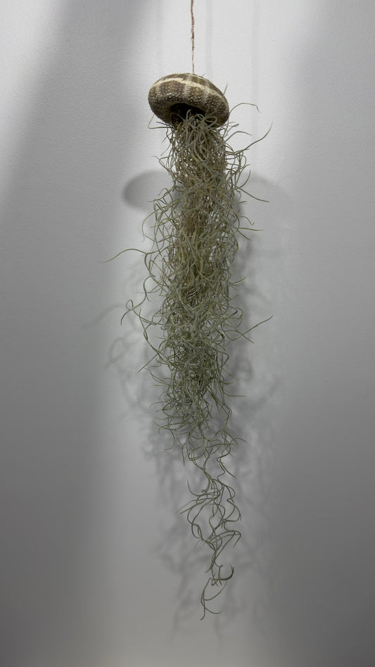 Gaisa augs Tillandsia Air plant 16