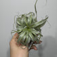 Gaisa augs Tillandsia Air plant 17
