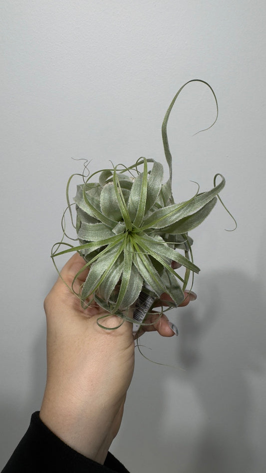 Gaisa augs Tillandsia Air plant 17