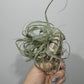 Gaisa augs Tillandsia Air plant 17