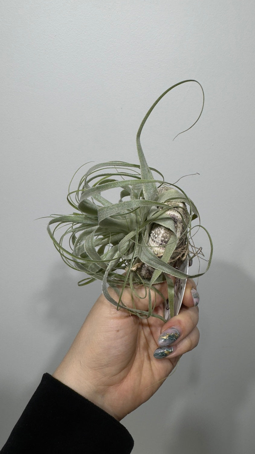 Gaisa augs Tillandsia Air plant 17