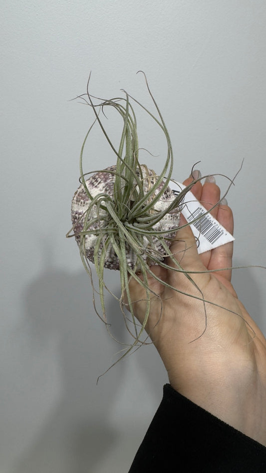 Gaisa augs Tillandsia Air plant 18