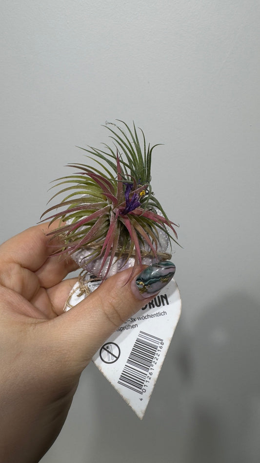 Gaisa augs Tillandsia Air plant 19