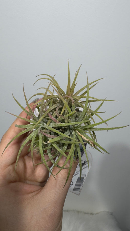 Gaisa augs Tillandsia Air plant 20