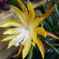 Epiphyllum Fruhlings Gold