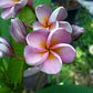 Plumeria Rubra Hawaiian 1