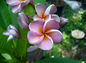 Plumeria Rubra Hawaiian 1