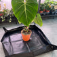 Transplanting tray for houseplants