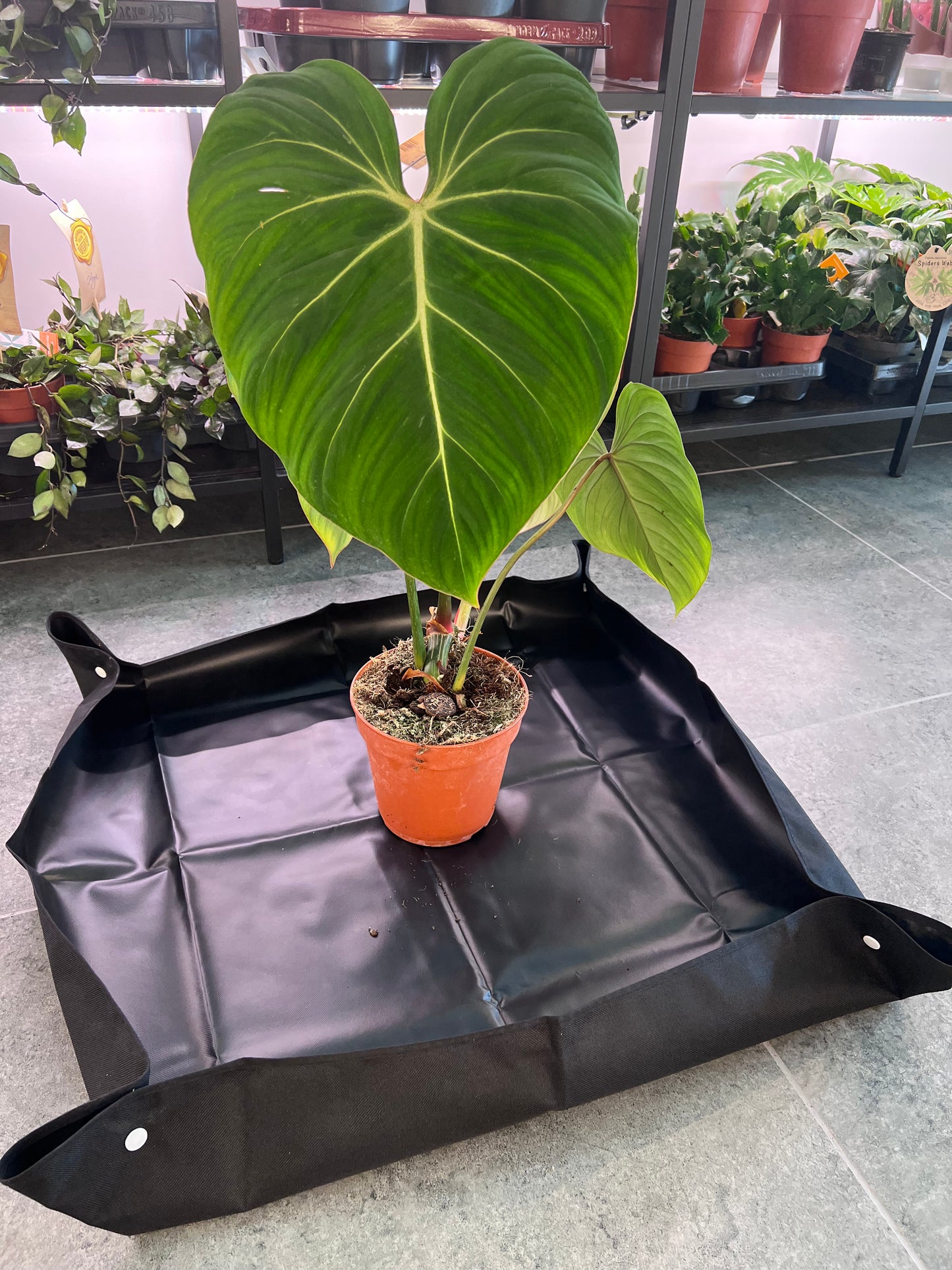 Transplanting tray for houseplants