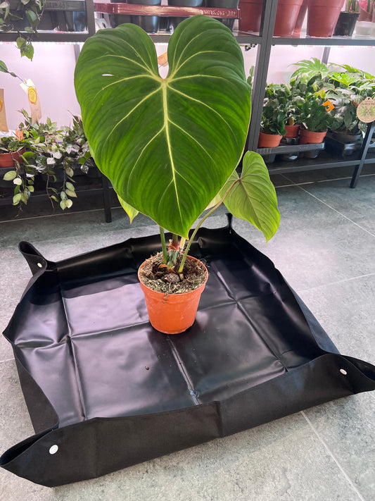 Transplanting tray for houseplants