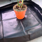 Transplanting tray for houseplants