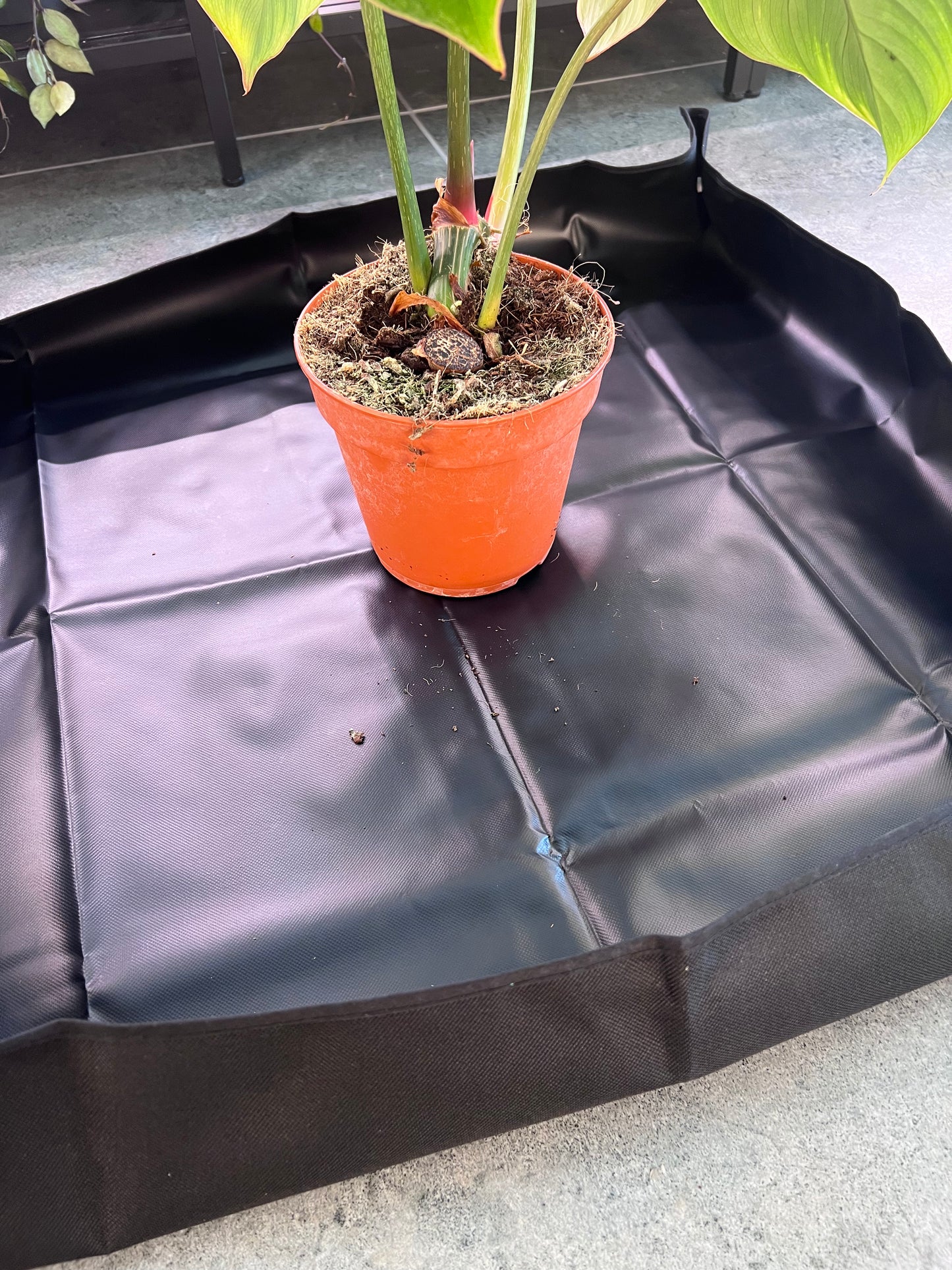 Transplanting tray for houseplants