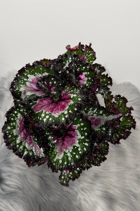 Begonia Beleaf 6