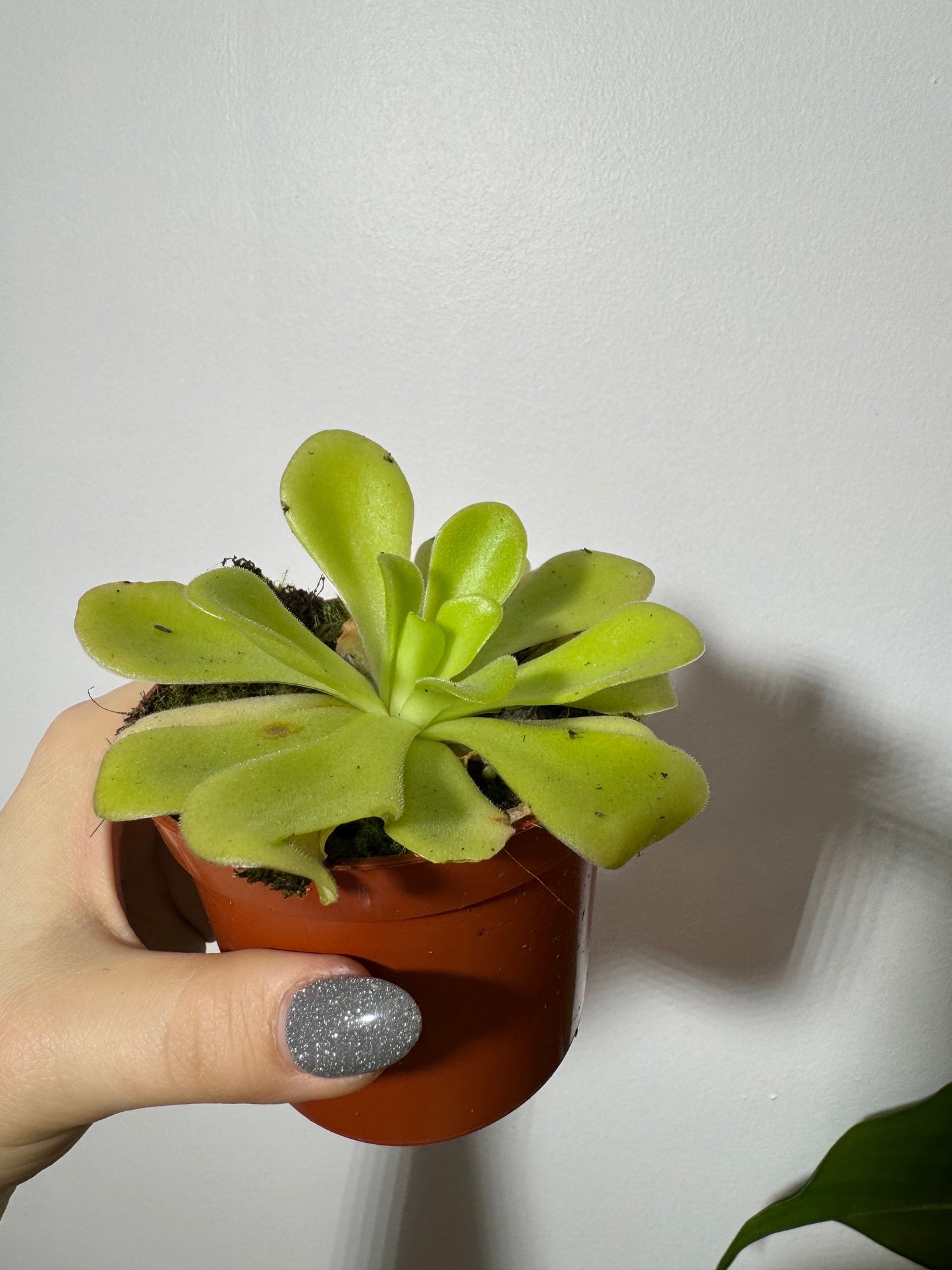 Mušķērājs Pinguicula