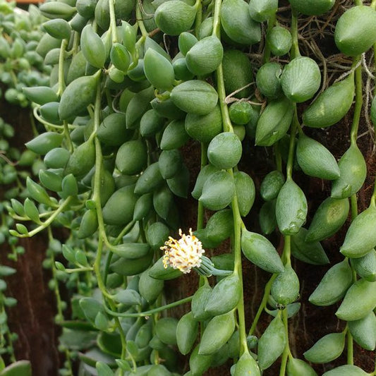 Senecio Herreianus