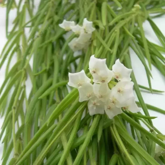 Hoya linearis