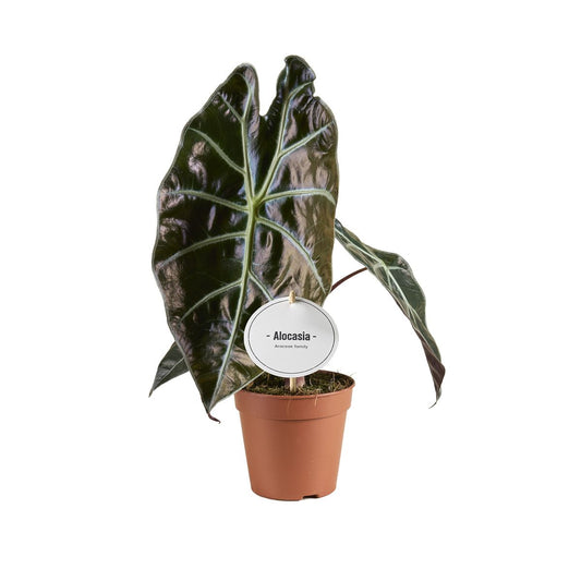 Alocasia Suhirmaniana Red Petiola