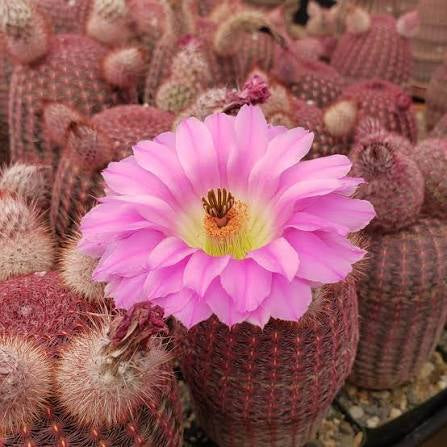 Echinocereus Rubrispinus