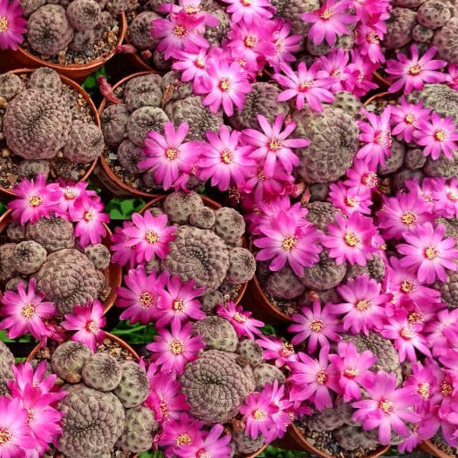 Solcorebutia Rauschii