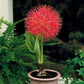 Scadoxus