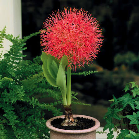 Scadoxus