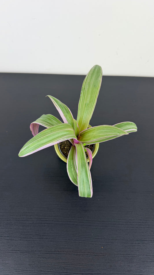 Tradescantia Spath. Sitara
