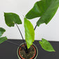 Alocasia Black Stem