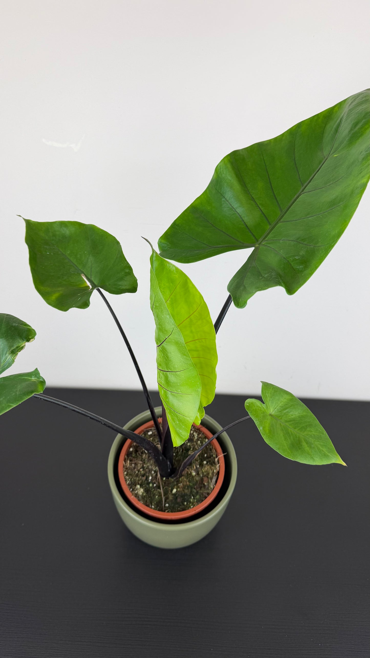 Alocasia Black Stem