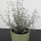 Corokia Maori Silver