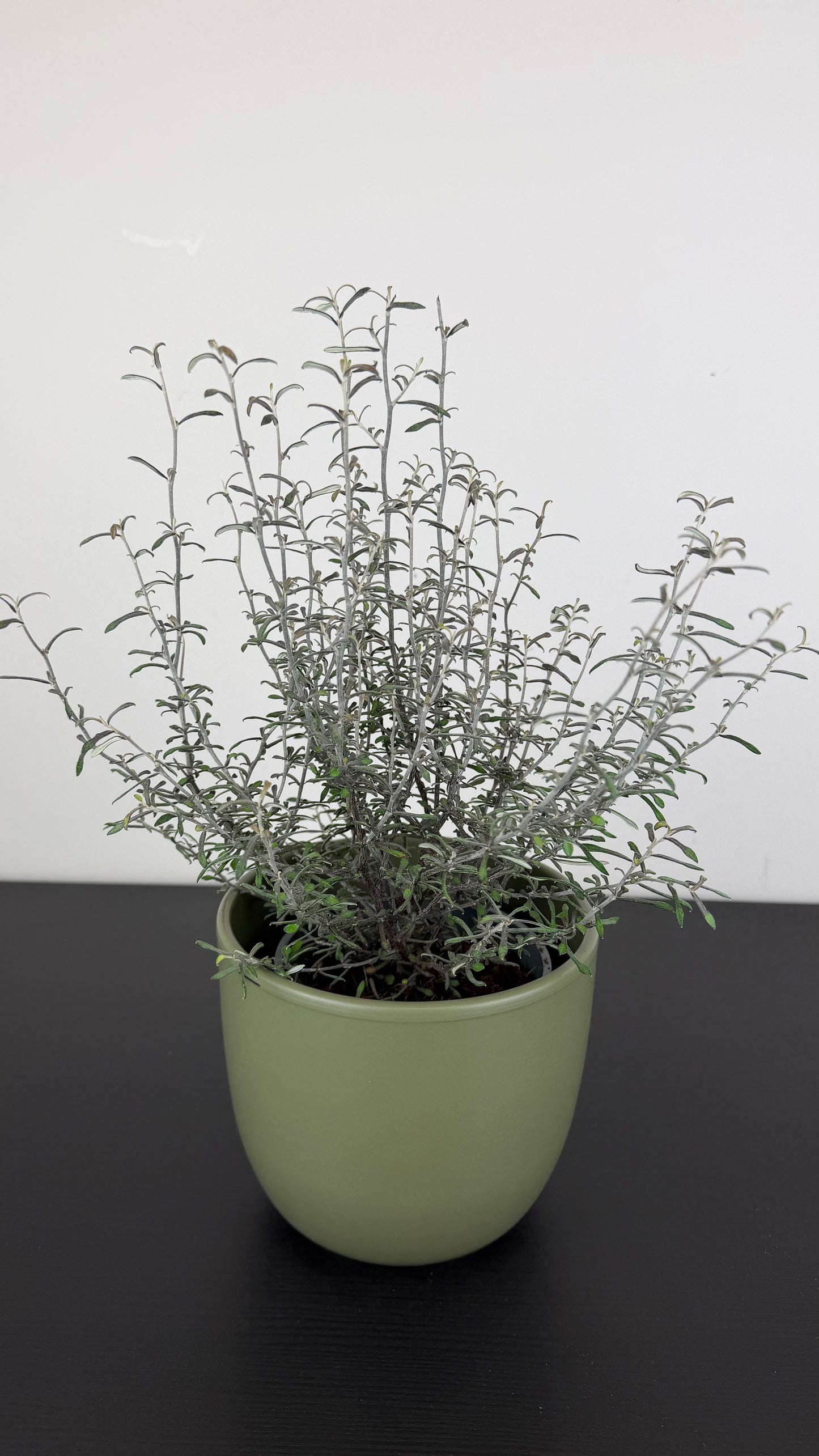 Corokia Maori Silver