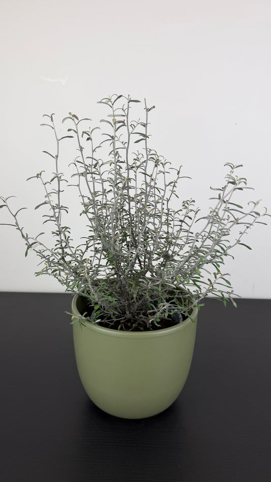 Corokia Maori Silver
