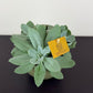 Senecio Cephalophorus