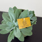 Senecio Cephalophorus