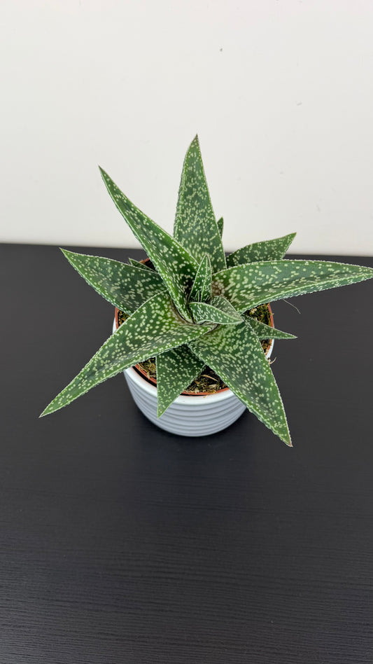 Gasteraloe Aveo