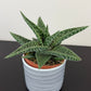 Gasteraloe Aveo