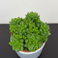 Haworthia cooperi