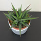 Haworthiopsis attenuata