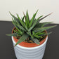 Haworthiopsis attenuata