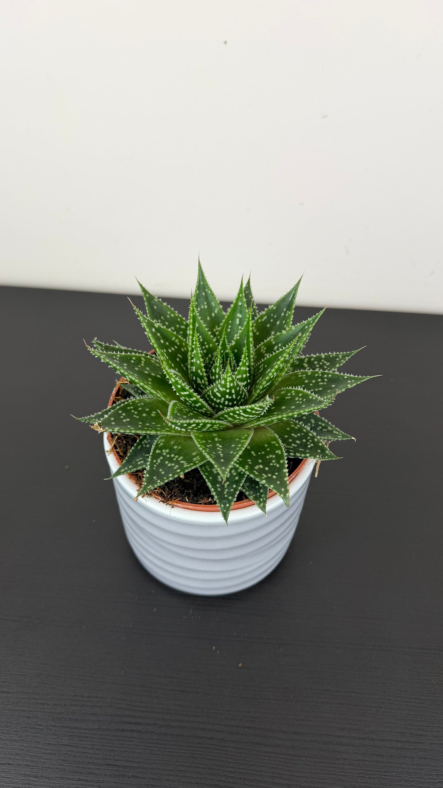 Aristaloe aristata