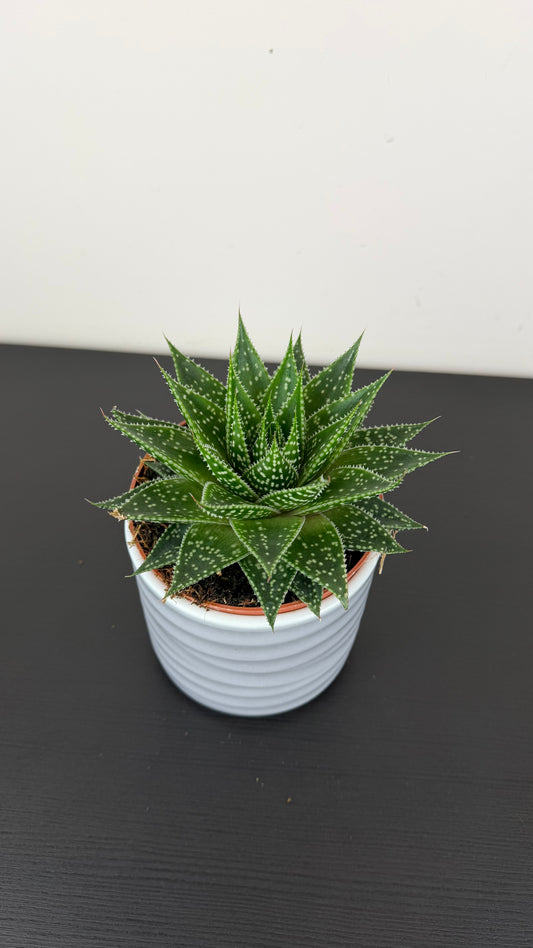 Aristaloe aristata