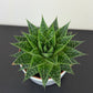 Aristaloe aristata