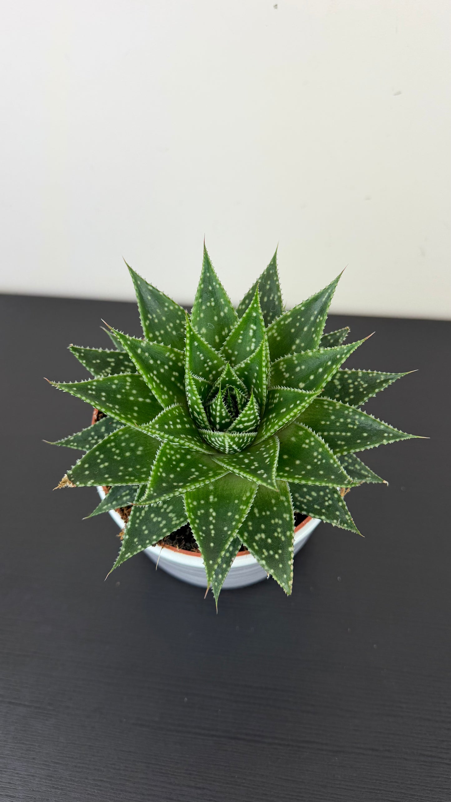 Aristaloe aristata