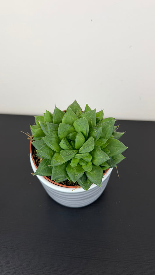 Haworthia cymbiformis