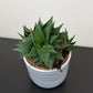 Haworthia 3
