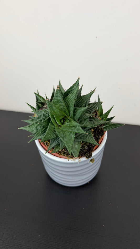 Haworthia 3