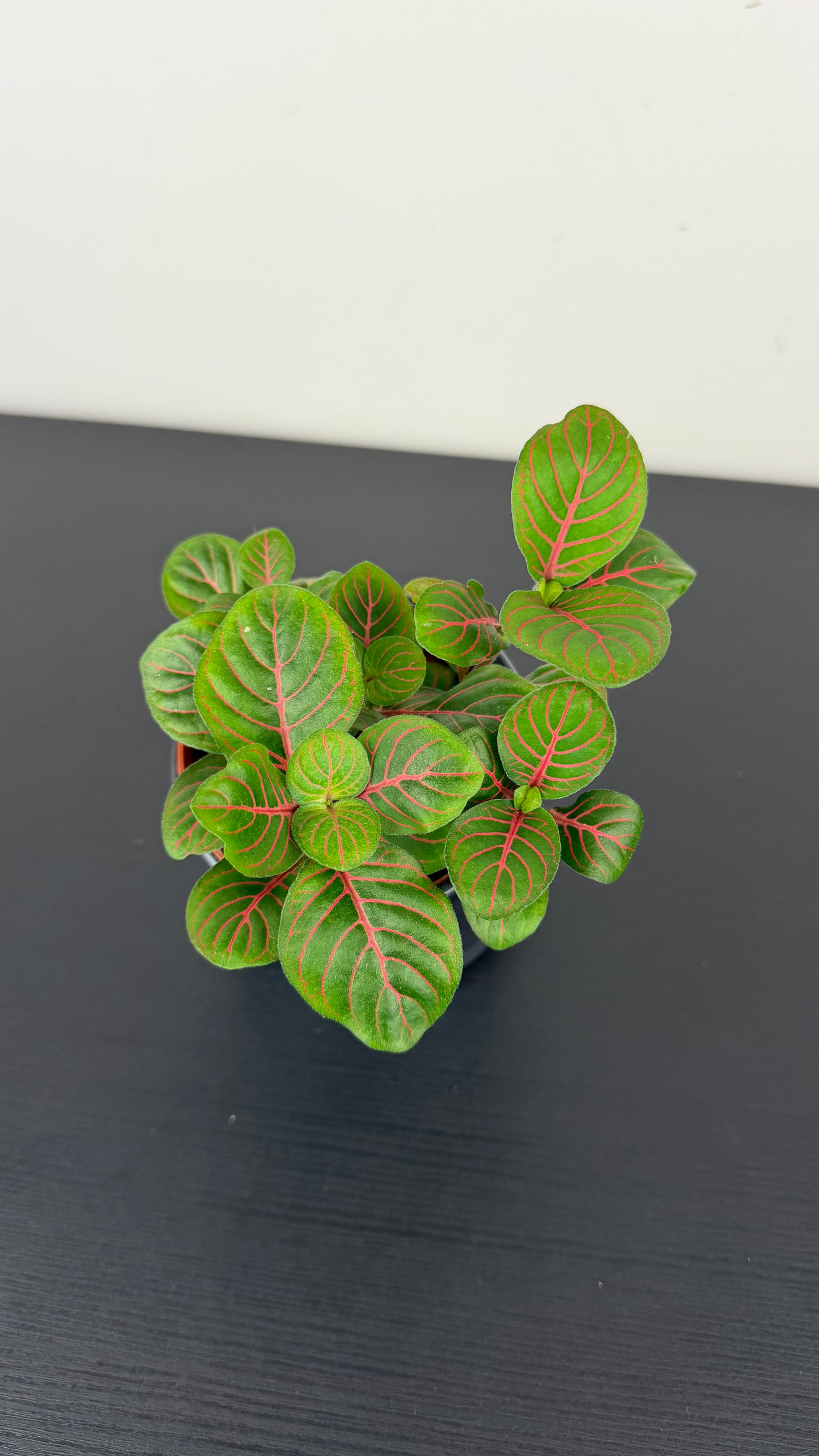 Fittonia 11