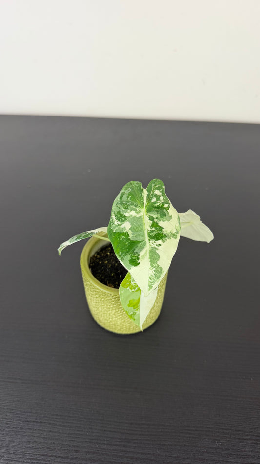 Alocasia Frydek Variegata