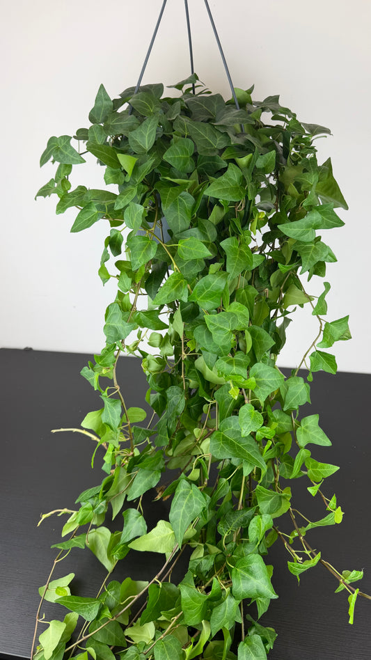 Ivy Mein Herz