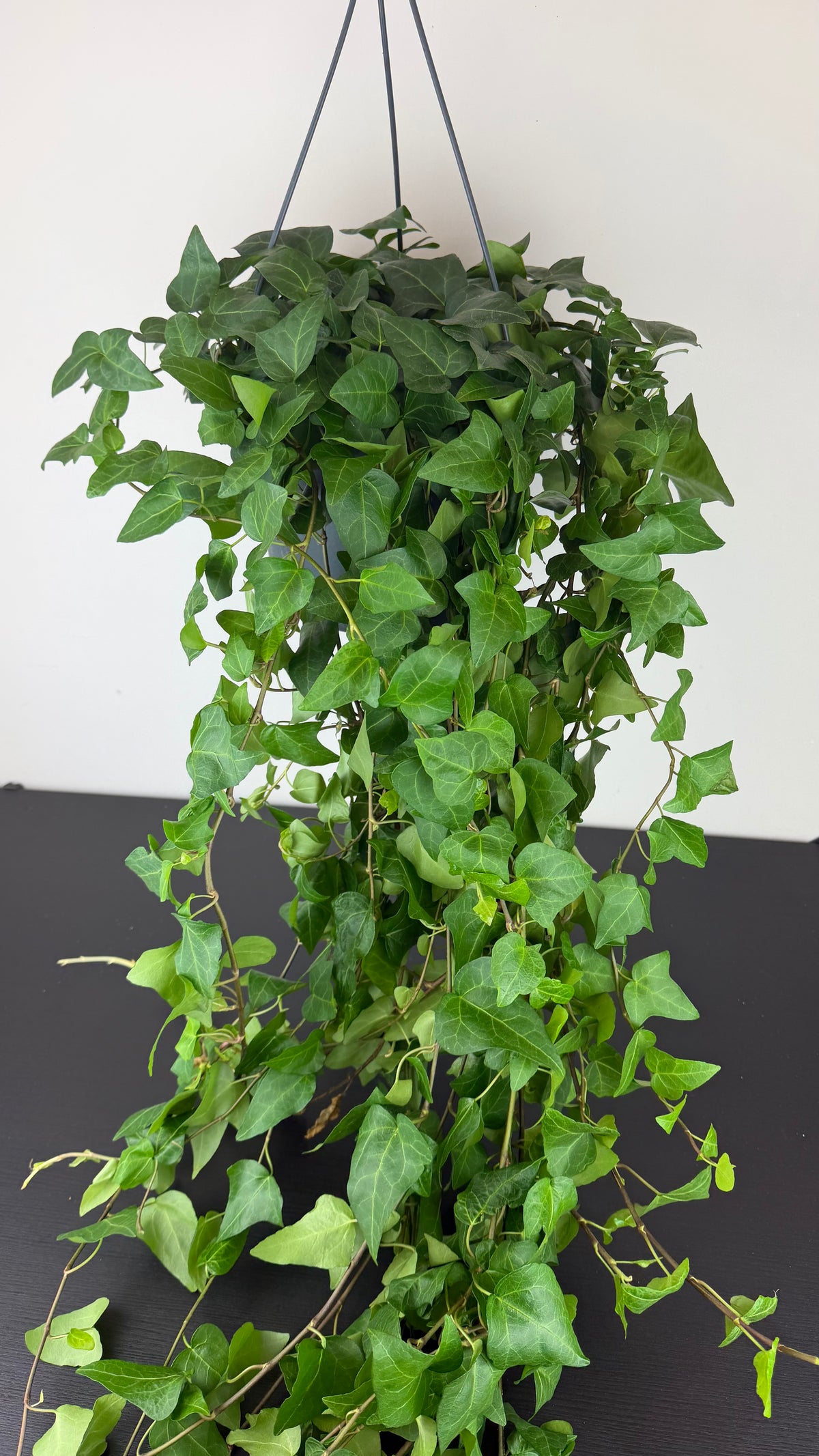 Ivy Mein Herz