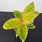 Aglaonema Salmon Fantasy